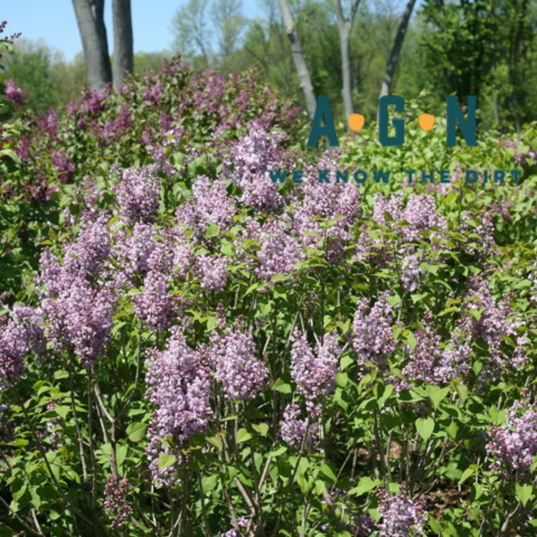 Scentara Double Blue Lilac - America's Gardens Nursery