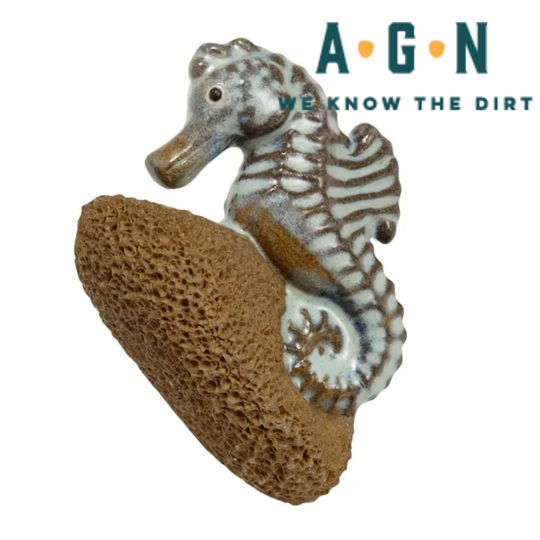 Seahorse Scrubber - America's Gardens Nursery