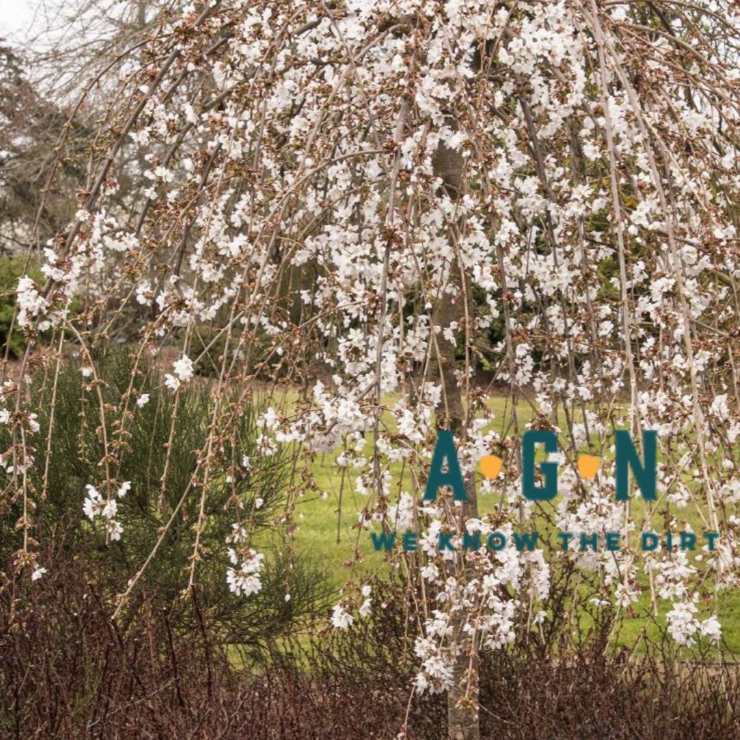 Snow Fountain Weeping Cherry Tree - America's Gardens Nursery