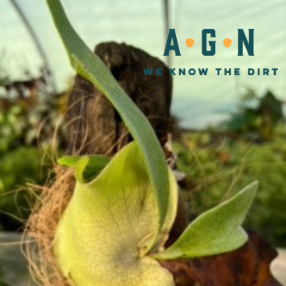 Staghorn Fern - America's Gardens Nursery