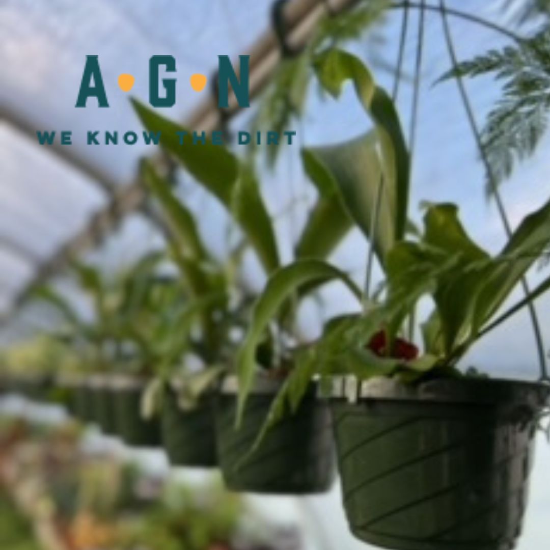 Staghorn Fern - America's Gardens Nursery