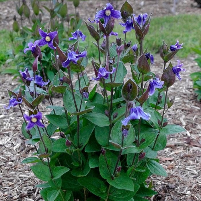 Stand By Me Clematis - America's Gardens Nursery