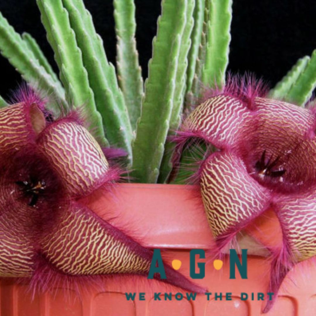 Stapelia Cactus - America's Gardens Nursery