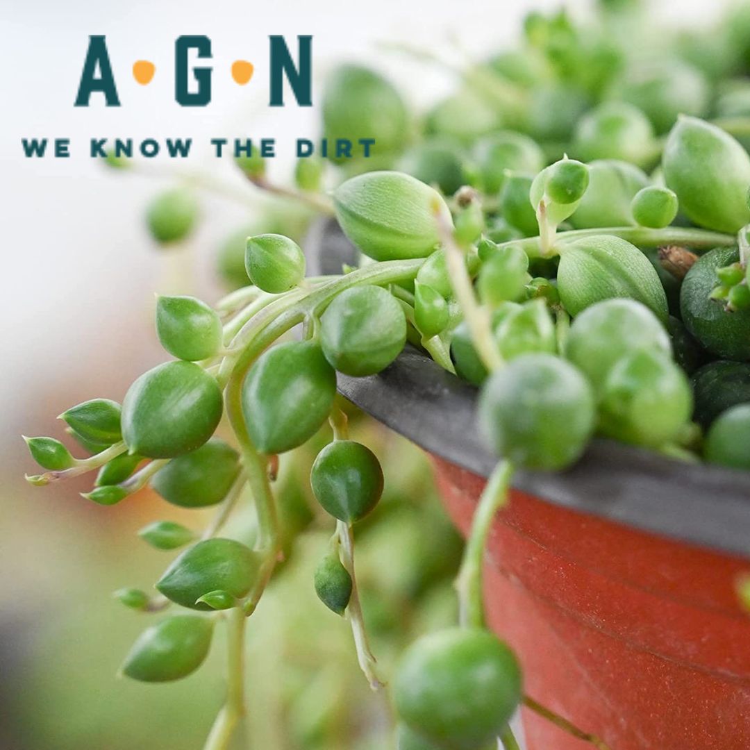 String of Pearls - America's Gardens Nursery
