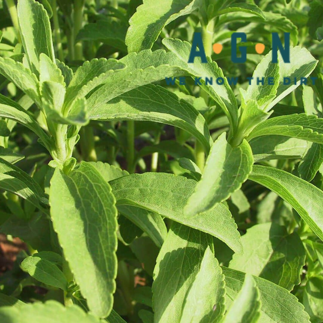 Sugar Love Stevia Plant - America's Gardens Nursery
