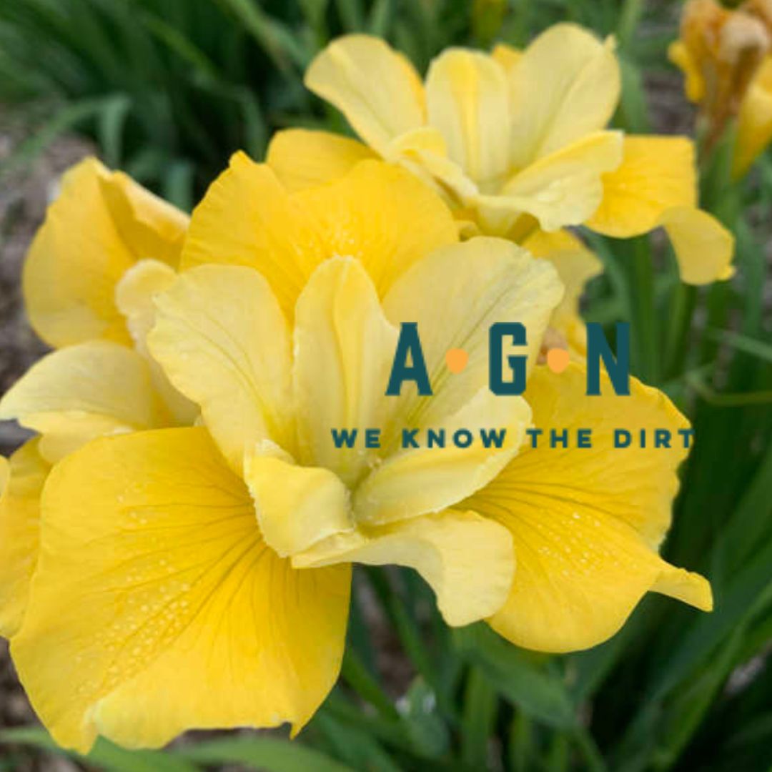 Sunfisher Iris - America's Gardens Nursery