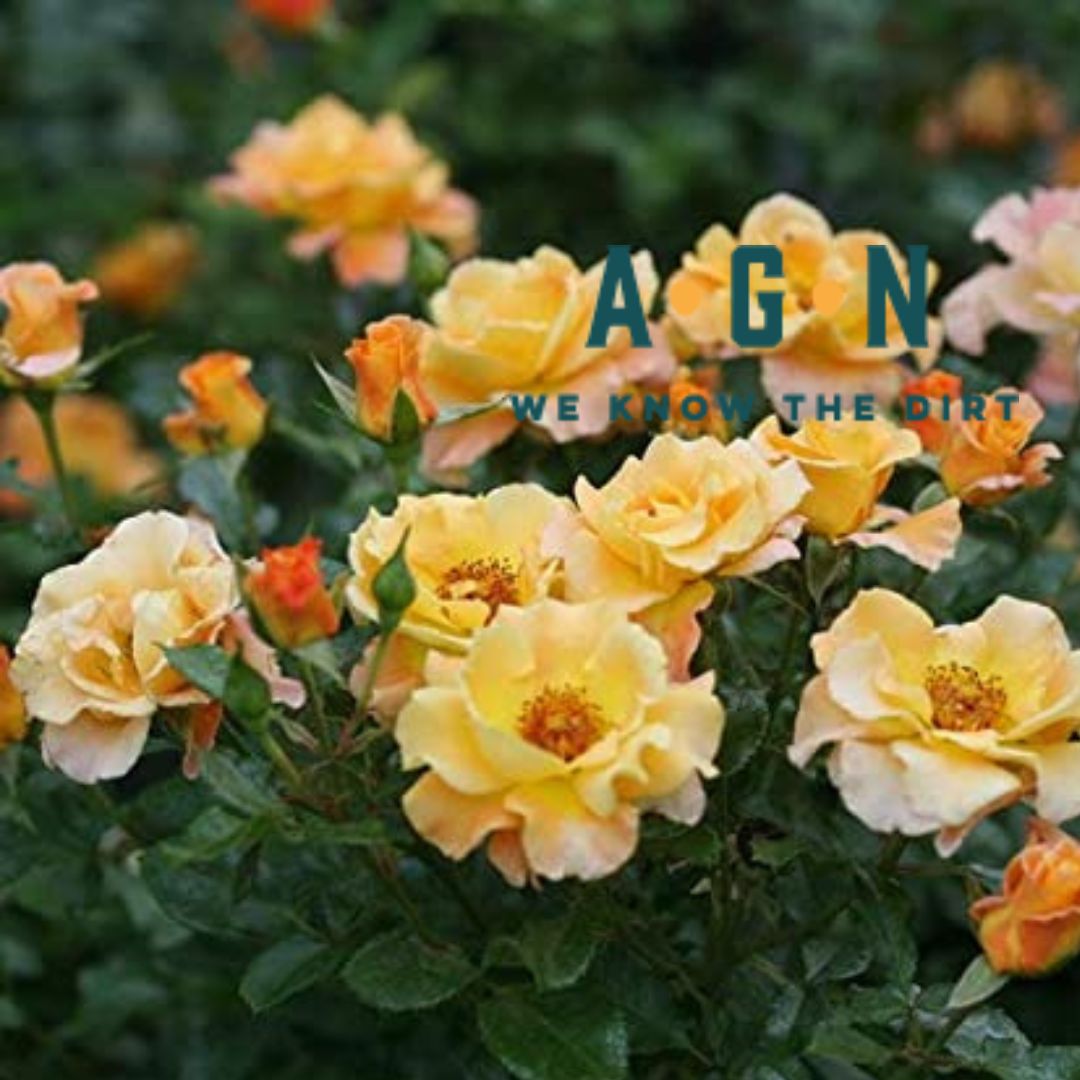 Sunorita Rose Bush - America's Gardens Nursery