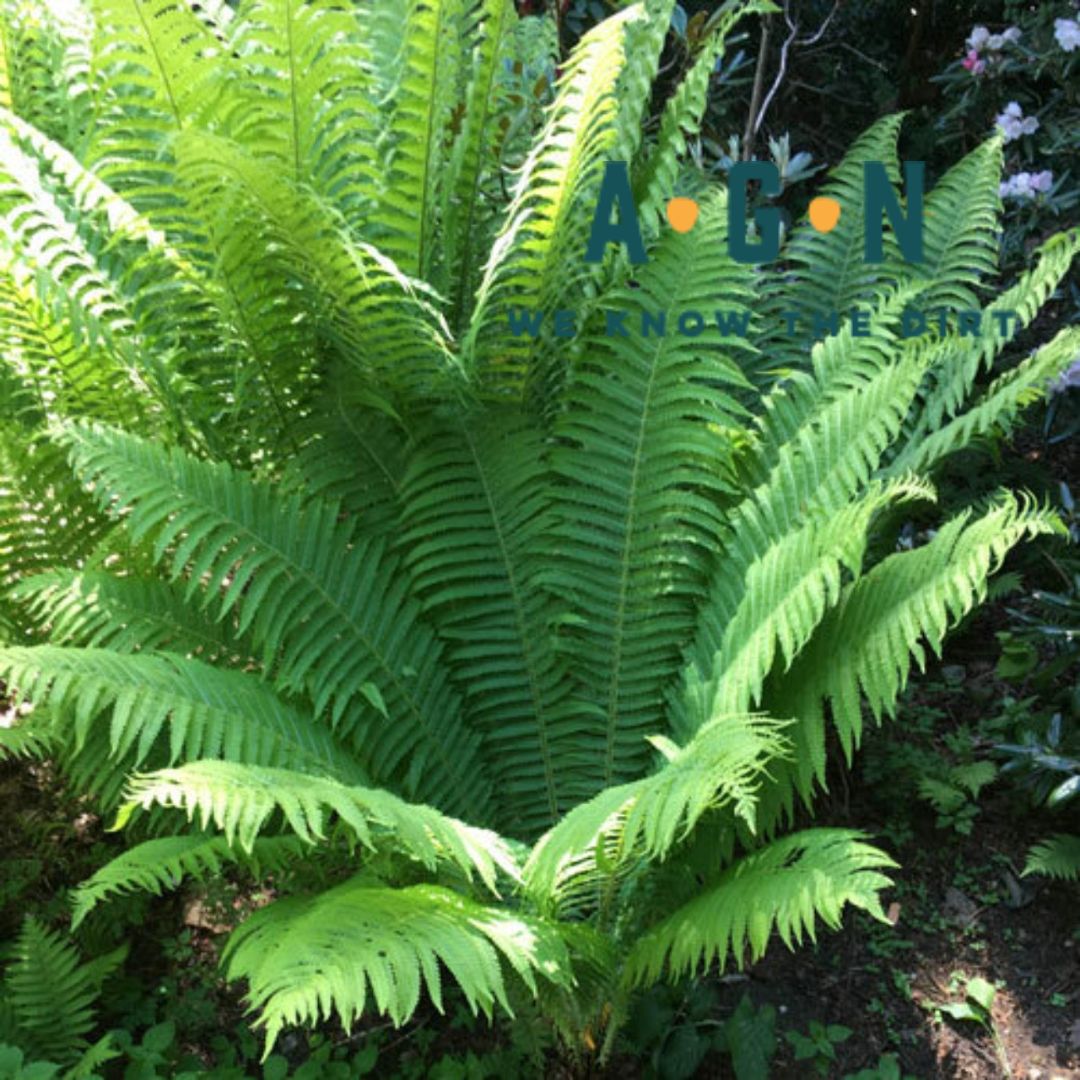 The King Ostrich Fern - America's Gardens Nursery