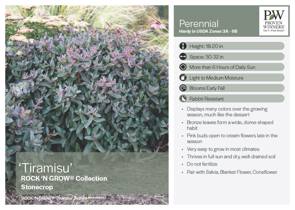 Tiramisu Sedum - America's Gardens Nursery