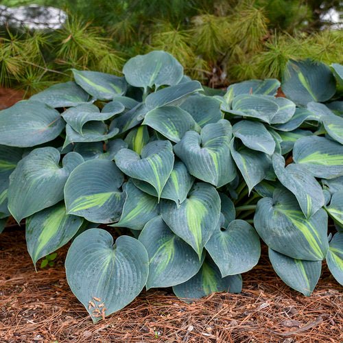 Touch of Class Hosta - America's Gardens Nursery