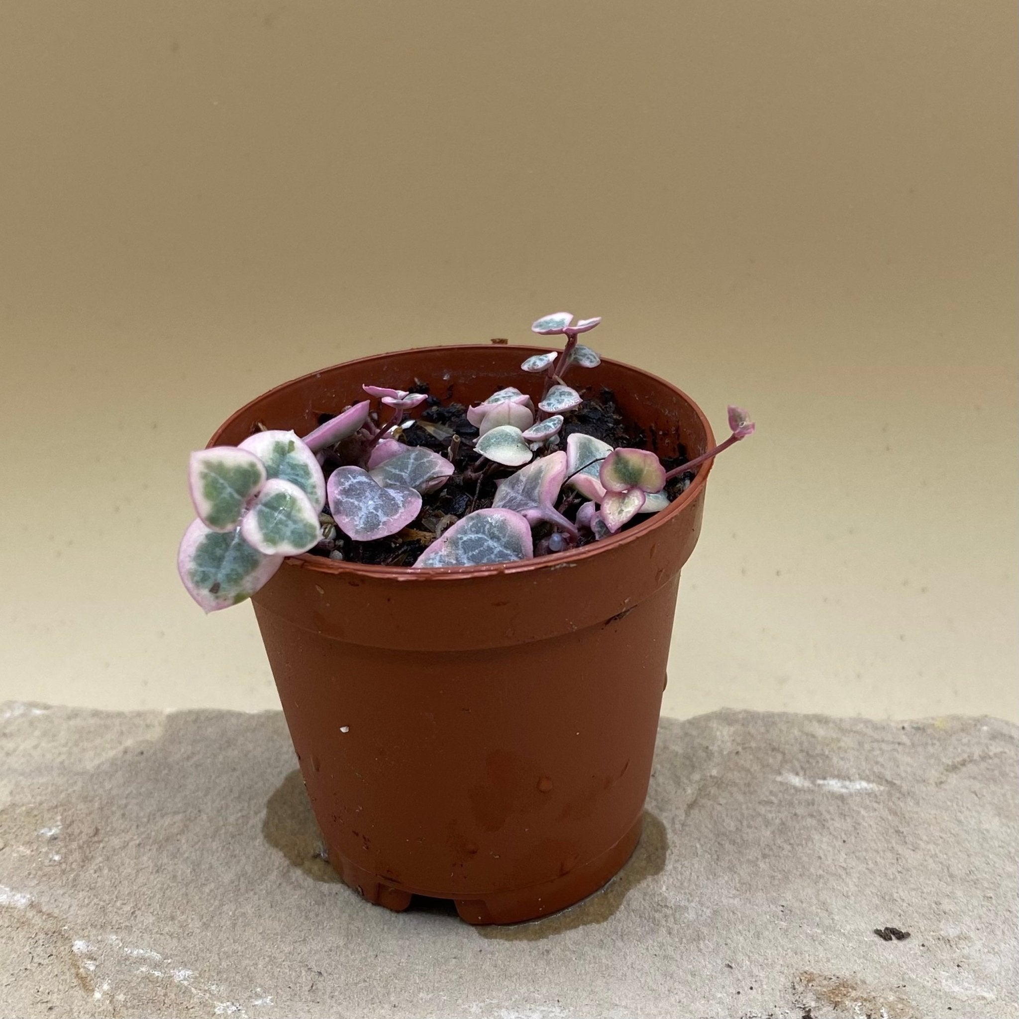 Variegated String of Hearts - America's Gardens Nursery