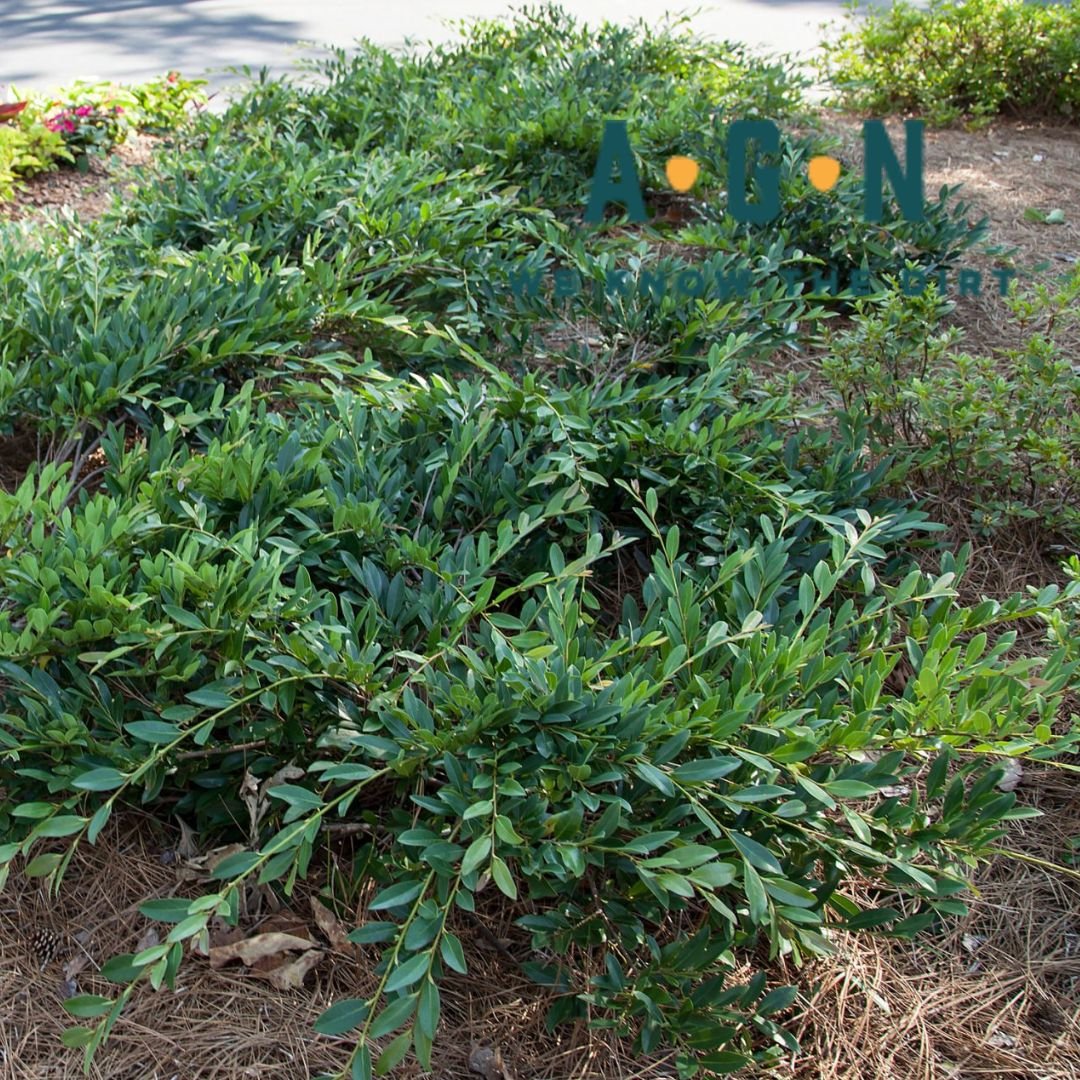 Vintage Jade Dystilium - America's Gardens Nursery