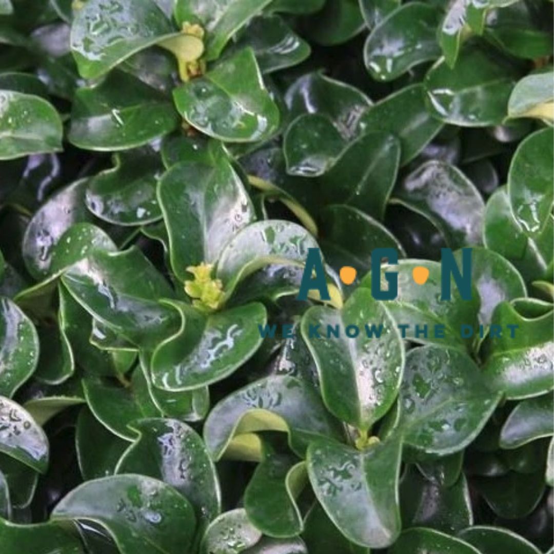 Wavy Leaf Ligustrum - America's Gardens Nursery
