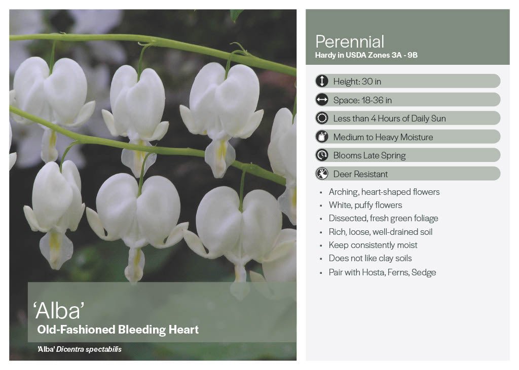White (alba) Bleeding Heart - America's Gardens Nursery