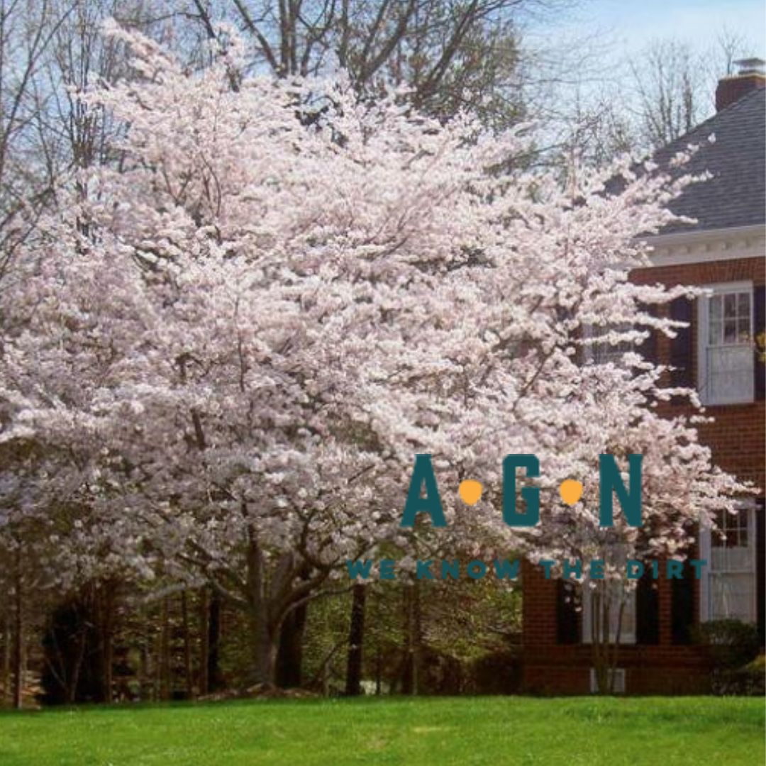 Yoshino Flowering Cherry Tree (Standard) - America's Gardens Nursery