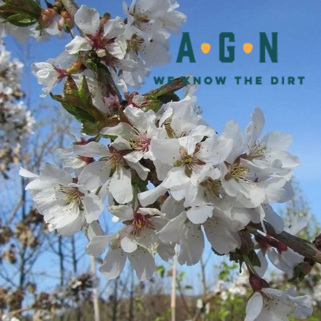 Yoshino Flowering Cherry Tree (Weeping) - America's Gardens Nursery