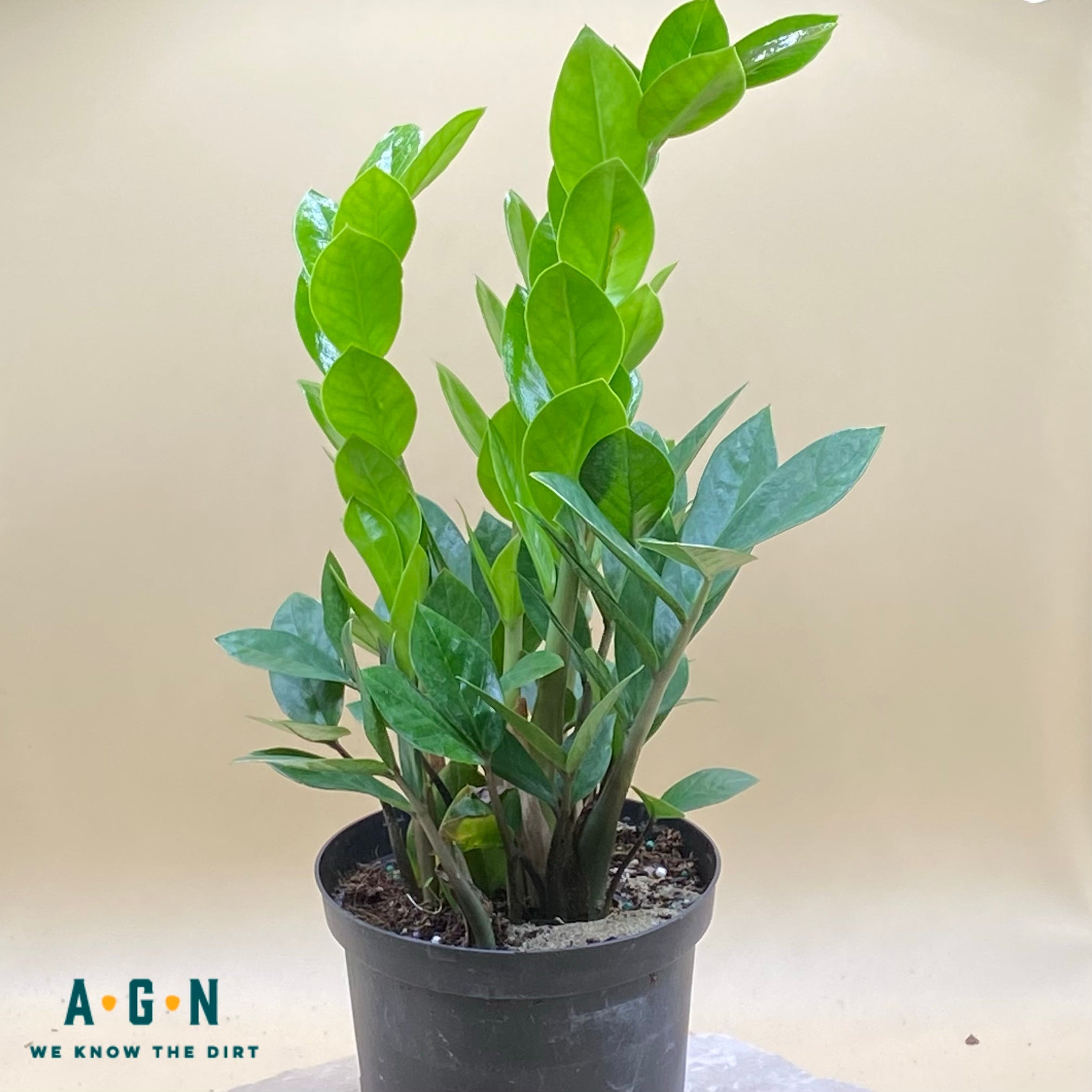 ZZ (Zamiocalcas - Zamifolia) Plant - America's Gardens Nursery